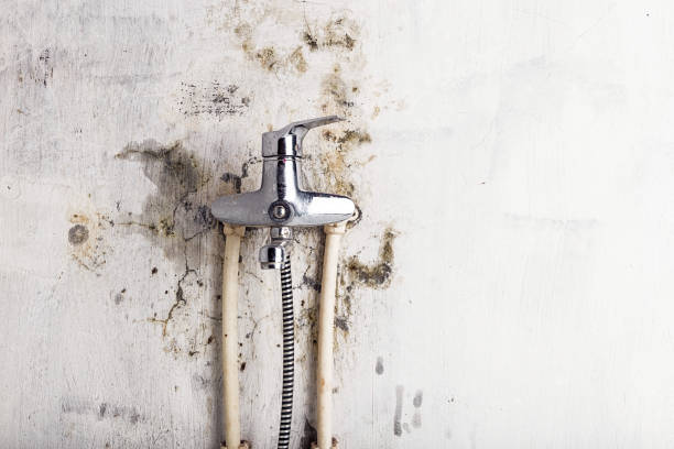Best Home Mold Removal  in Lake Lotawana, MO